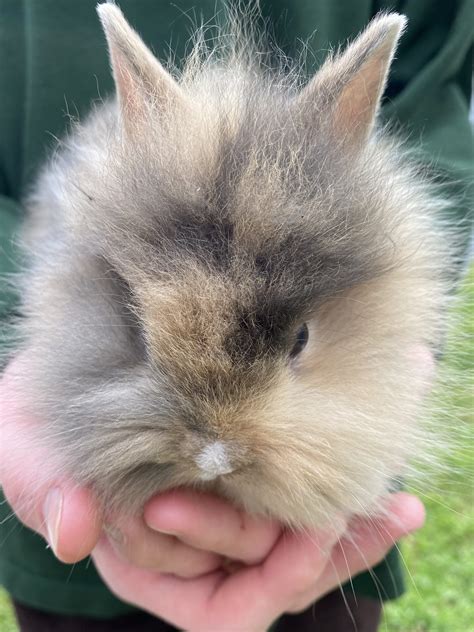 lionhead bunny price|lion head rabbits for sale.